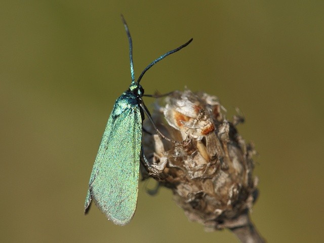 Zelen��ek Jordanita sp.