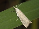 Trava��k b�lav� Calamotropha paludella, Rakovn�k, srpen 2024