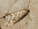 Zav�je� zdoben� Evergestis frumentalis, Milovice, duben 2025