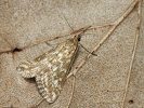Zav�je� zdoben� Evergestis frumentalis, Milovice, duben 2025