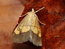 Zav�je� hn�dop�sn� Evergestis limbata
