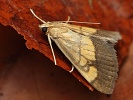 Zav�je� hn�dop�sn� Evergestis limbata