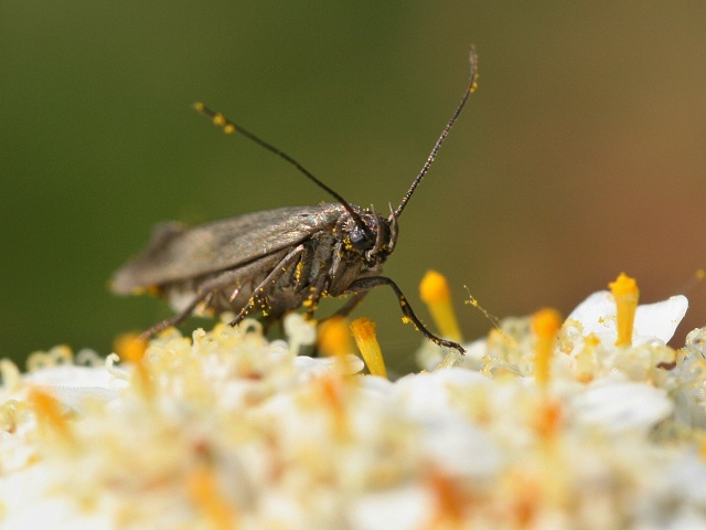 Zav�je� Episcythrastis tetricella