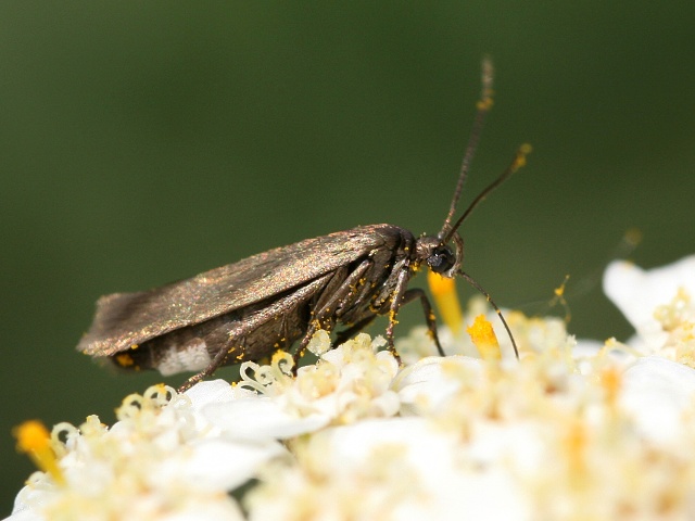 Zav�je� Episcythrastis tetricella