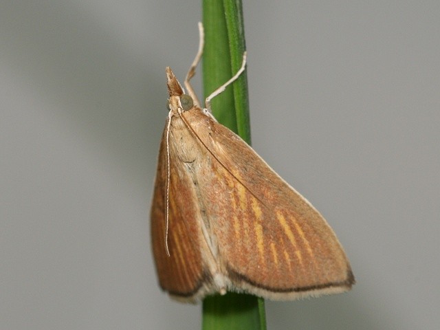 Zav�je� Nascia cilialis