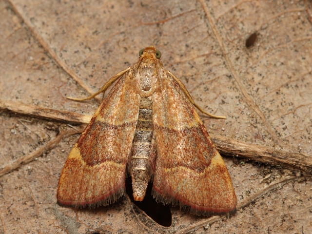 Zav�je� Hypsopygia rubidalis