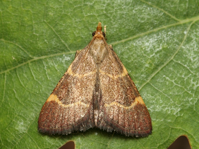 Zav�je� Hypsopygia rubidalis