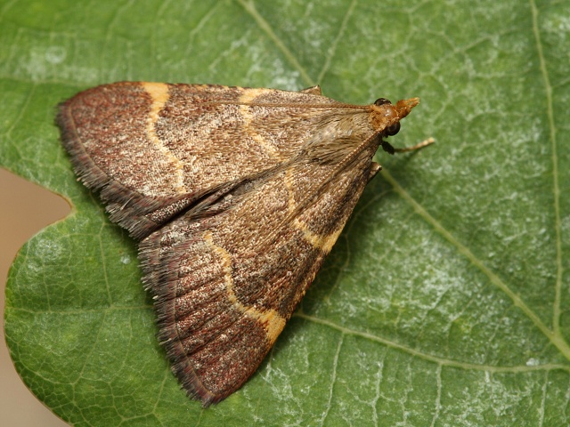 Zav�je� Hypsopygia rubidalis