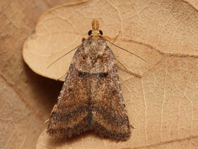 Zav�je� Stemmatophora brunnealis