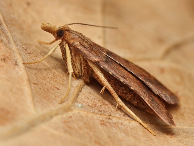 Zav�je� Stemmatophora brunnealis