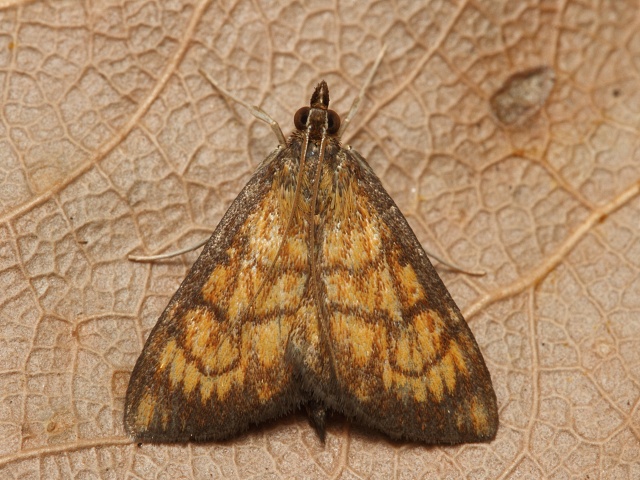 Zav�je� Ecpyrrhorrhoe rubiginalis