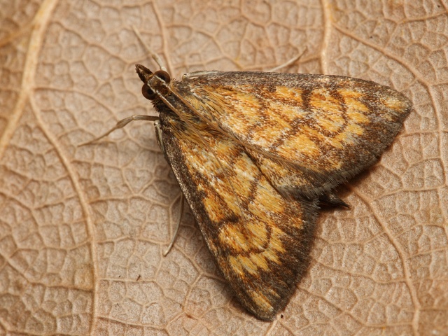 Zav�je� Ecpyrrhorrhoe rubiginalis