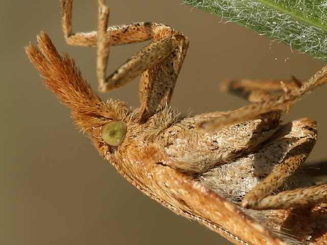 Zav�je� Synaphe punctalis