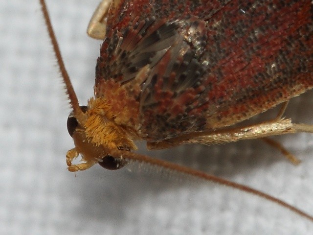Zav�je� n�dhern�