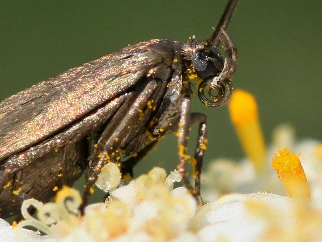 Zav�je� Episcythrastis tetricella