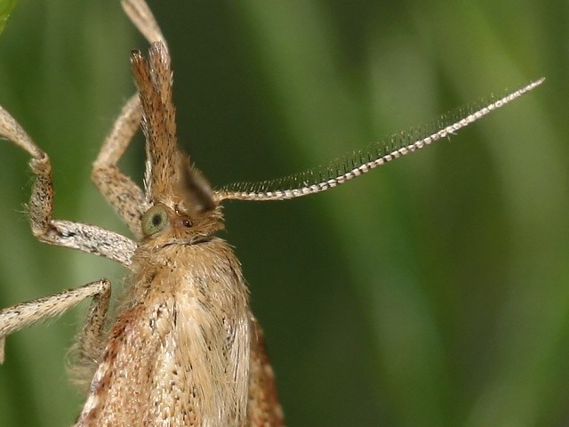 Zav�je� Synaphe antennalis