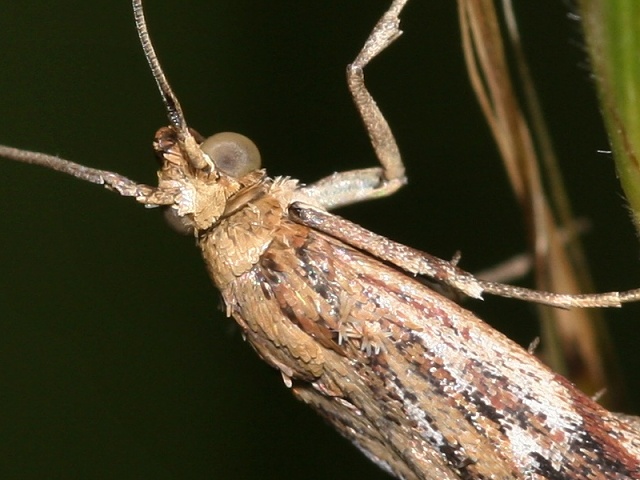 Zav�je� Pempeliella ornatella