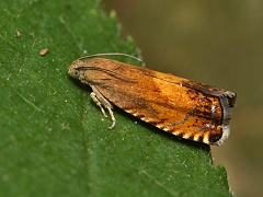 Obale� Pammene aurita