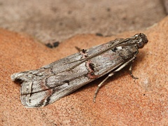 Zav�je� v�esov�