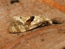 Obale��k Phalonidia manniana