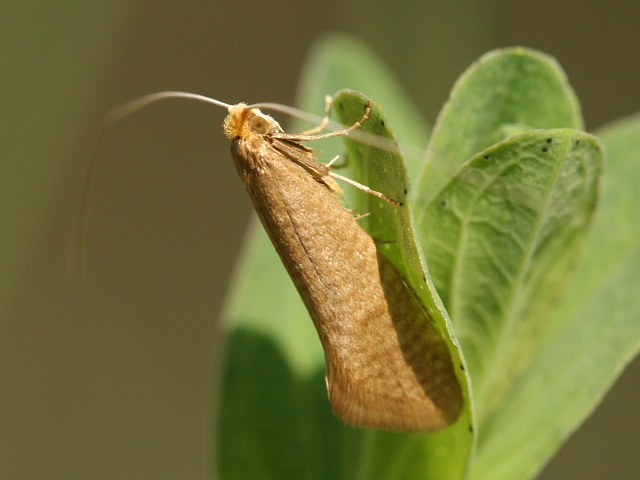 Adéla Nematopogon schwarziellus
