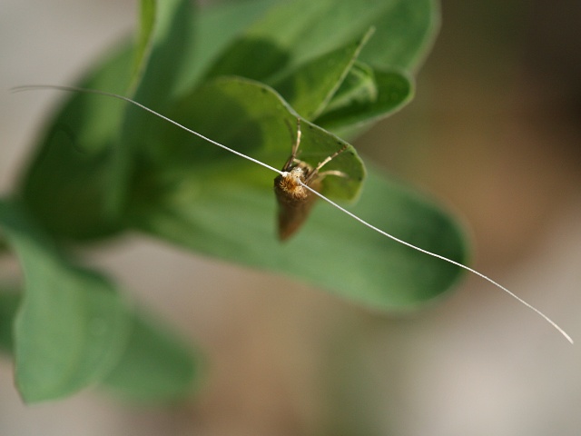 Ad�la Nematopogon schwarziellus