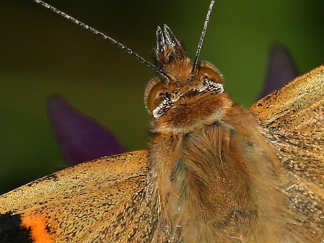 Babočka bodláková