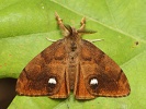 �t�tcono� trnkov� Orgyia antiqua - samec