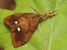 �t�tcono� trnkov� Orgyia antiqua - samec