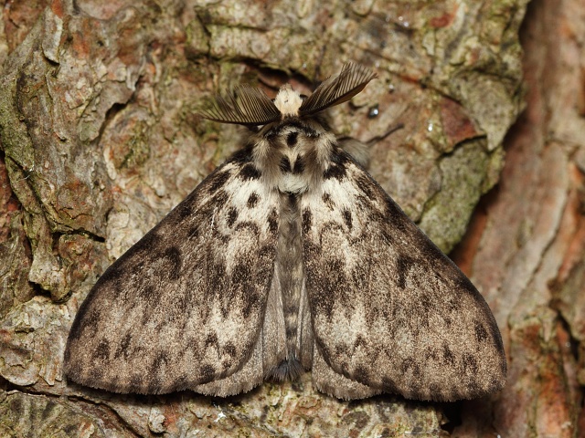Bekyně mniška