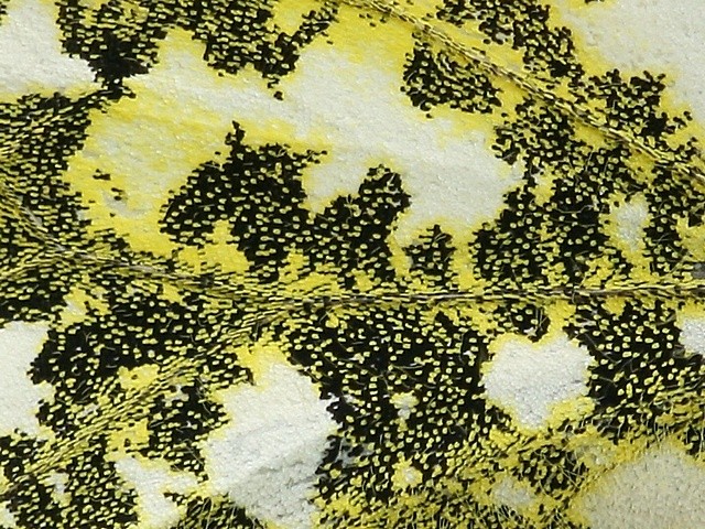 Bělásek řeřichový