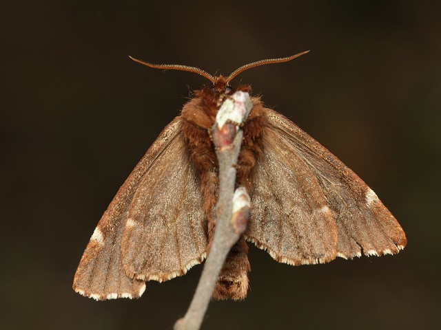 H�betozubec mni��