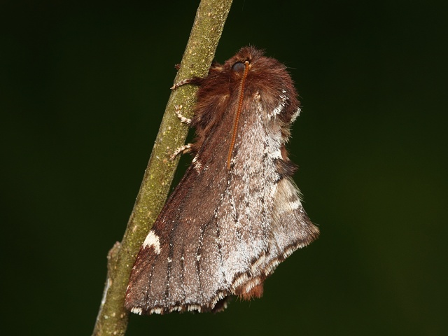 H�betozubec mni��