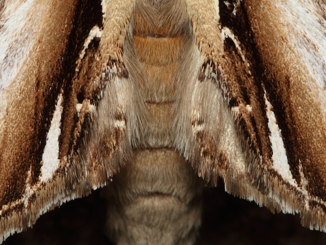 Hřbetozubec běloskvrnný