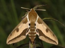 Li�aj pry�cov� Hyles euphorbiae, B�l� str�n� u Pokratic, srpen 2023