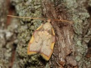 krsnnka dlouhoroh Carcina quercana