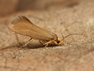 Krsnnka Crassa unitella, Valtice, Bo les, erven 2024