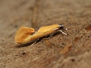 krsnnka Batia sp.