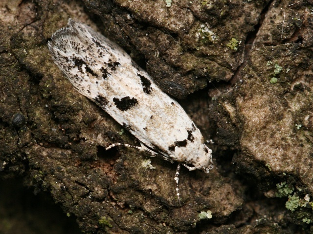 Makadlovka Stenolechiodes pseudogemmellus