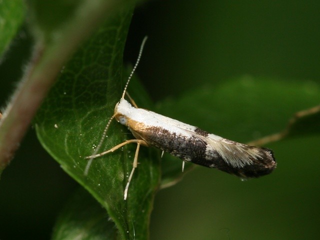 Molovka Argyresthia spinosella