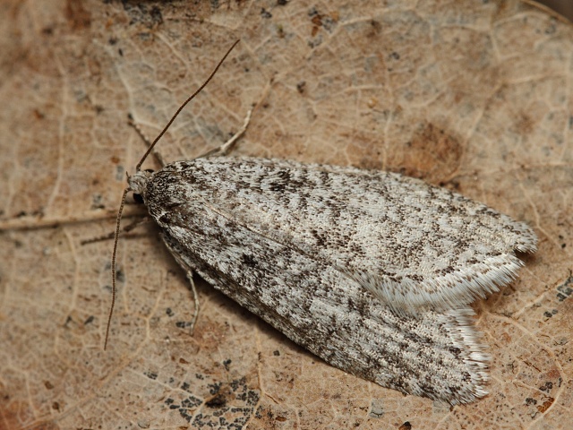 Plochu�ka Semioscopis strigulana
