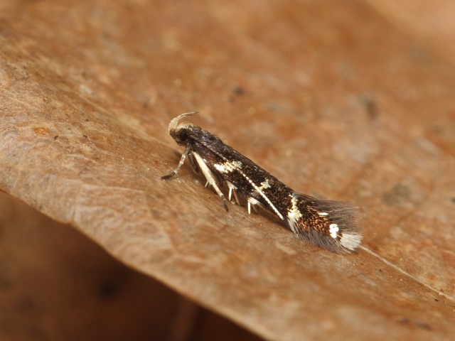 Makadlovka Oxypteryx wilkella