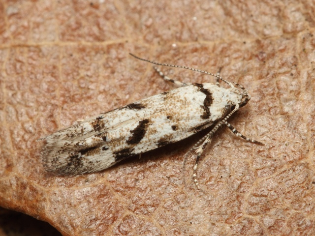 Makadlovka Stenolechiodes pseudogemmellus