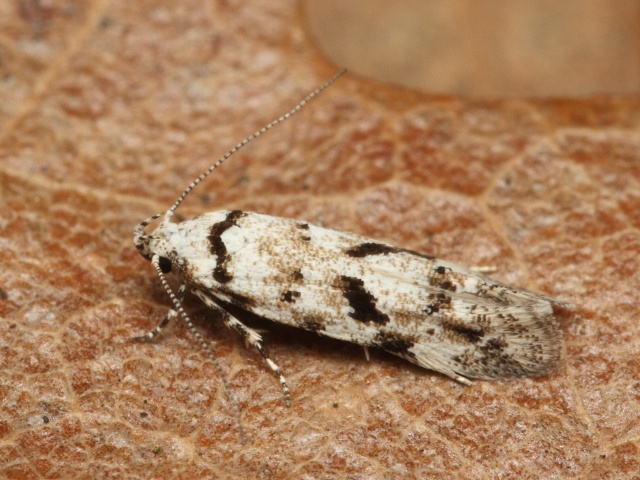 Makadlovka Stenolechiodes pseudogemmellus