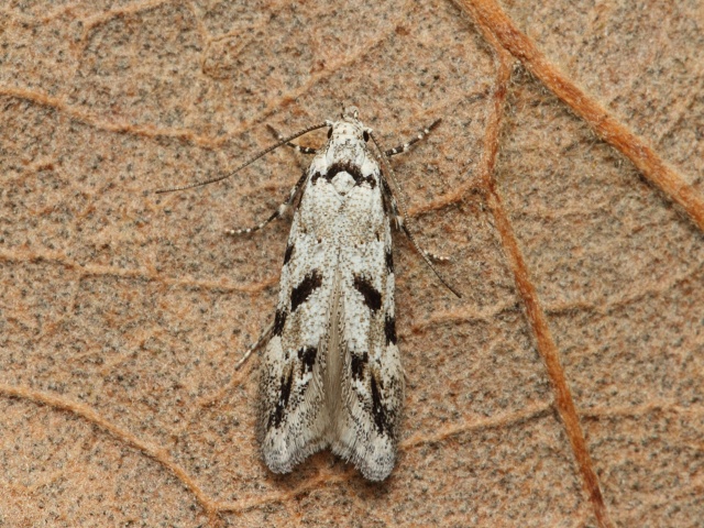 Makadlovka Stenolechiodes pseudogemmellus