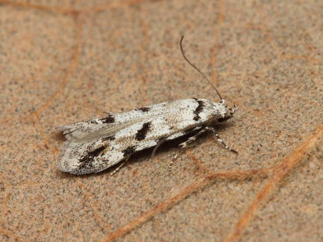 Makadlovka Stenolechiodes pseudogemmellus
