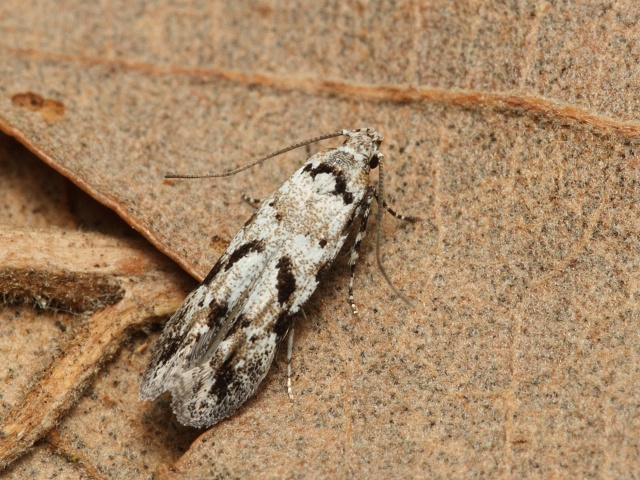 Makadlovka Stenolechiodes pseudogemmellus