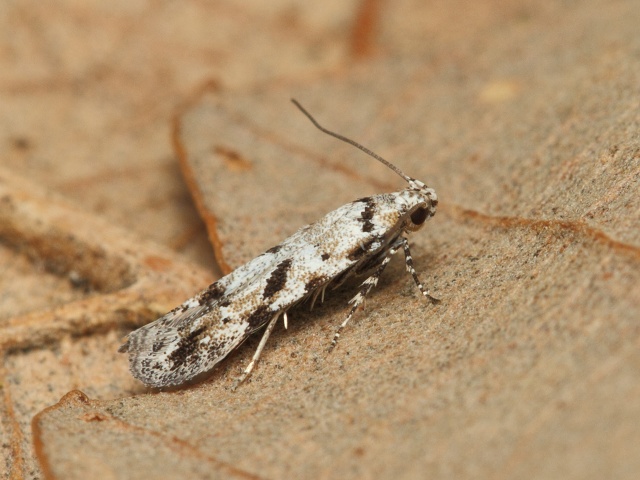 Makadlovka Stenolechiodes pseudogemmellus