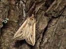 plavok��dlec b�l� L Mythimna l-album