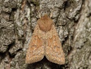 Jarnice zard�l� Orthosia miniosa, Chlum u Nep�ev�zky, duben 2019